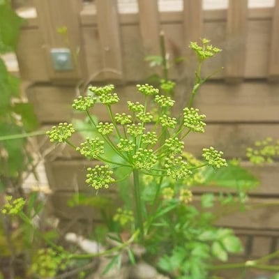 Petroselinum crispum — flower