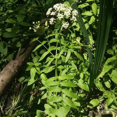 Sium latifolium — flower