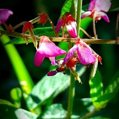 Desmodium tortuosum — flower