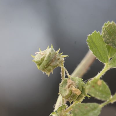 Medicago littoralis — flower