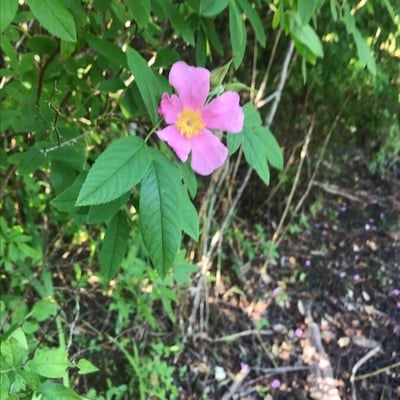 Rosa palustris — flower