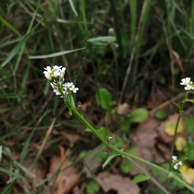 Calepina irregularis — flower