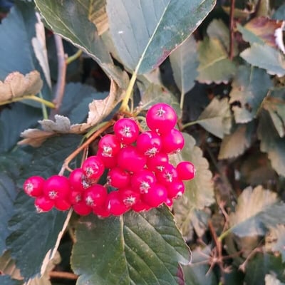 Scandosorbus intermedia — flower