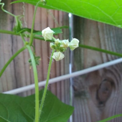 Sicyos angulatus — flower
