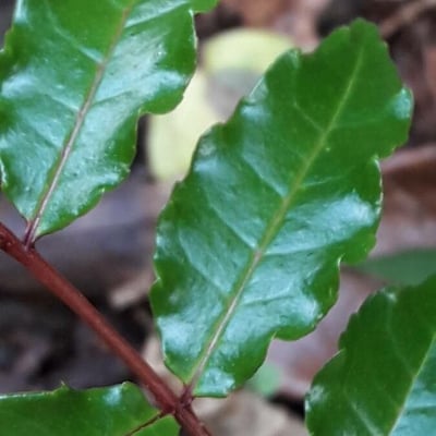 Zanthoxylum caribaeum — leaf