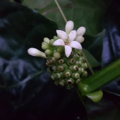 Morinda citrifolia — flower