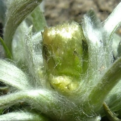 Gnaphalium supinum — flower