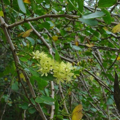 Haematoxylum campechianum — flower