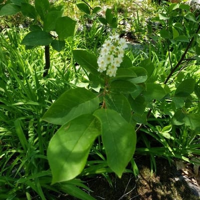 Prunus virginiana — flower