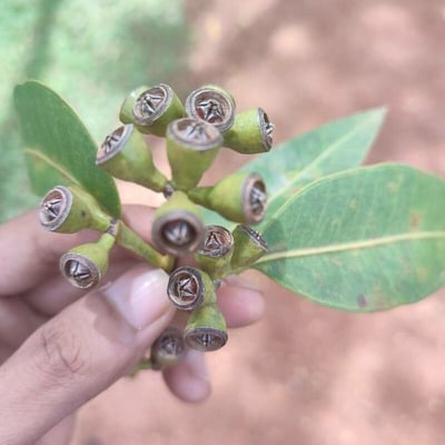 Eucalyptus robusta — flower