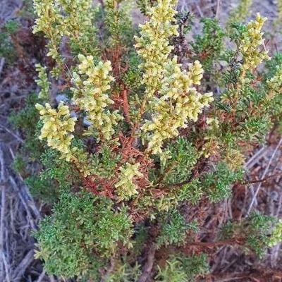 Thymus carnosus — flower