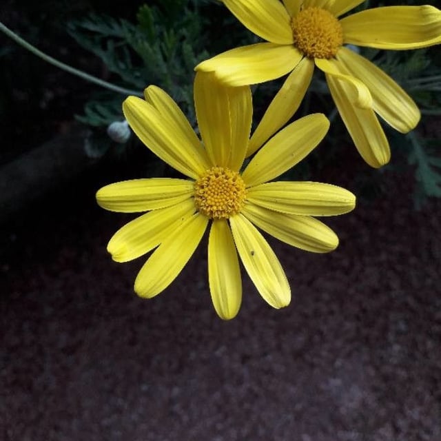 Glebionis coronaria — flower