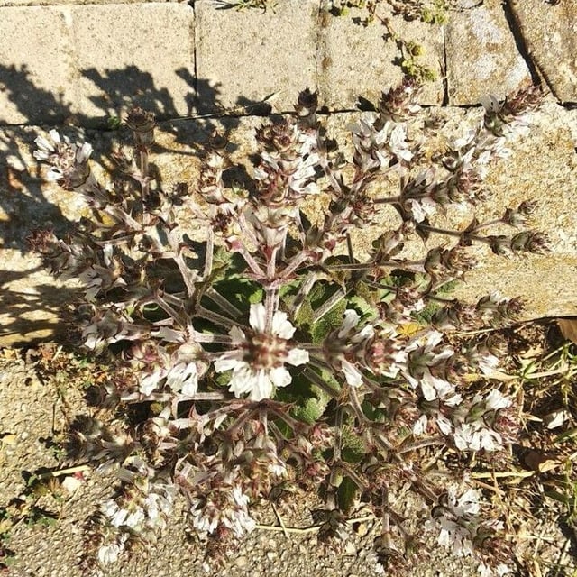 Salvia aethiopis — flower