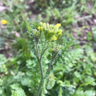 Descurainia pinnata — flower