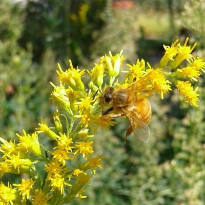 Solidago canadensis — flower