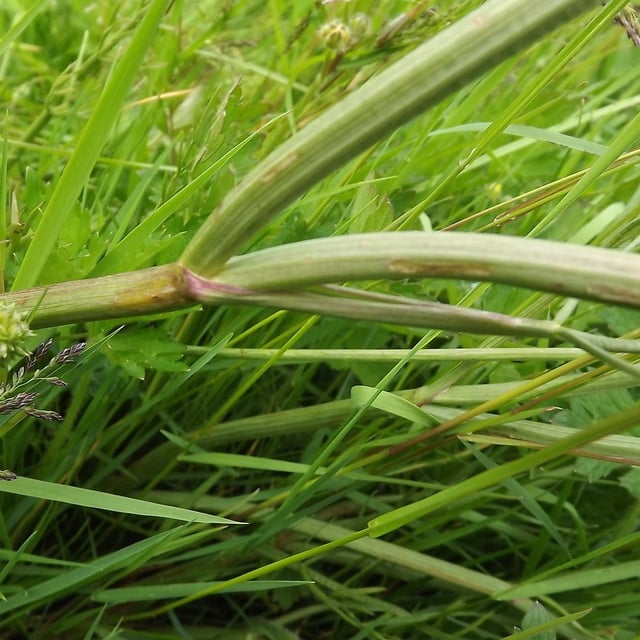 Oenanthe silaifolia — flower
