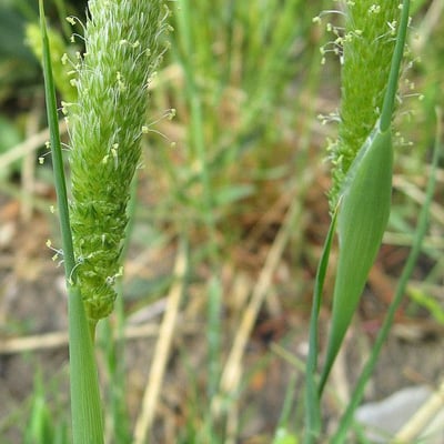 Phalaris paradoxa — flower