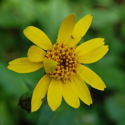 Agoseris glauca — flower