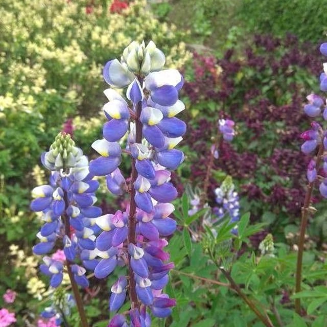 Lupinus texensis — flower