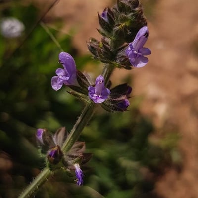 Salvia nemorosa — flower
