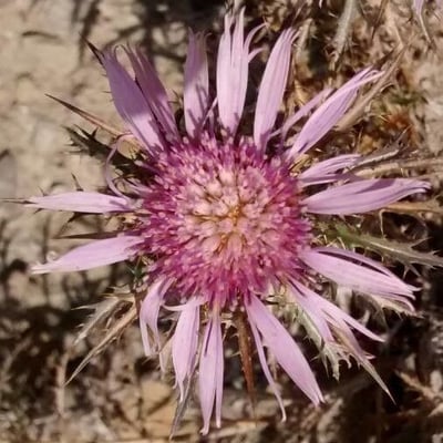 Atractylis humilis — flower