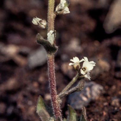 Draba incana — flower