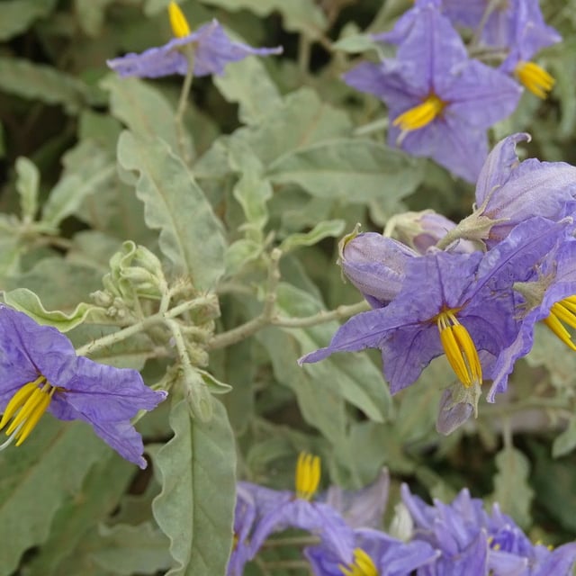 Solanum elaeagnifolium — flower