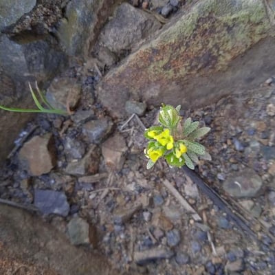 Alyssum simplex — flower