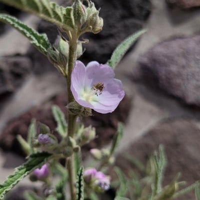 Sphaeralcea angustifolia — flower