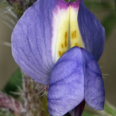 Lupinus sparsiflorus — flower