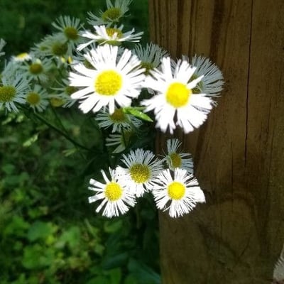 Erigeron annuus — flower