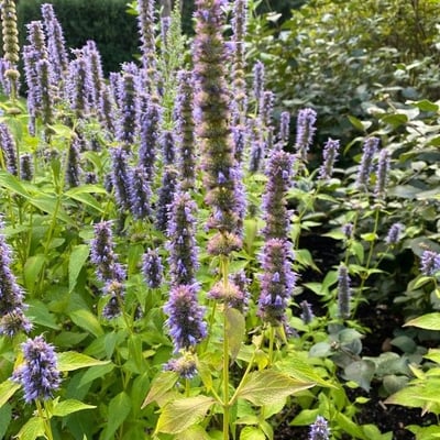 Agastache rugosa — flower