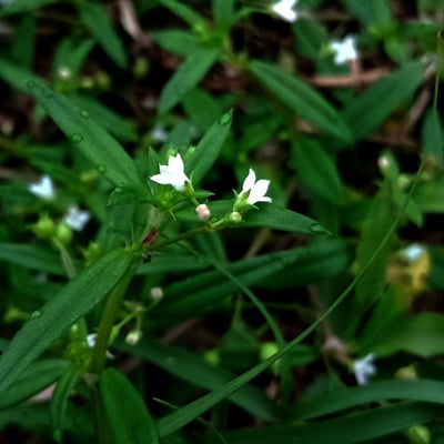 Oldenlandia corymbosa — flower