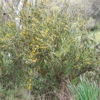Daviesia latifolia — habit