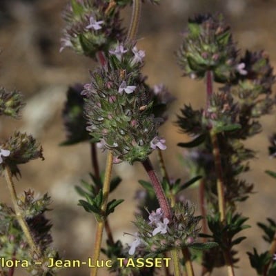 Thymus baeticus — flower