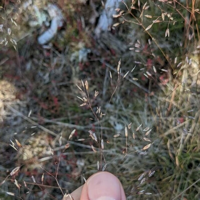 Avenella flexuosa — flower