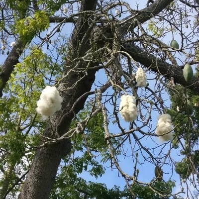 Ceiba pentandra — flower