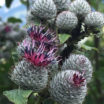 Arctium tomentosum — flower