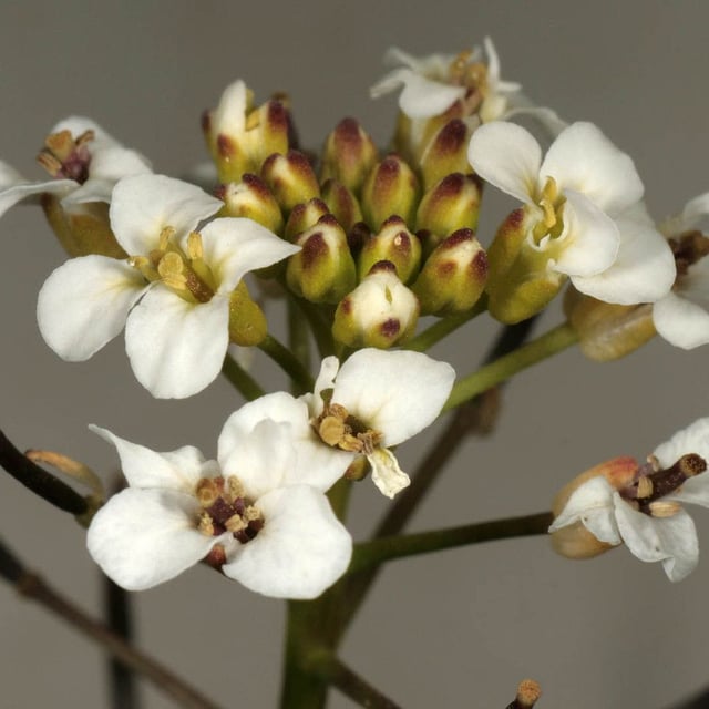 Nasturtium microphyllum — flower