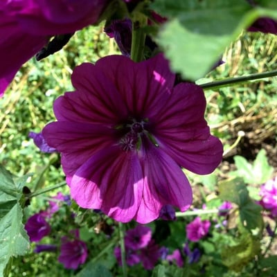 Malva arborea — flower