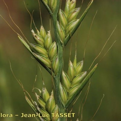 Lolium temulentum — flower