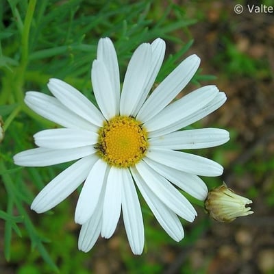 Chamaemelum fuscatum — flower