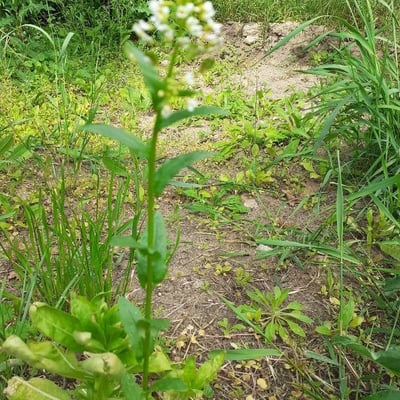 Thlaspi arvense — flower