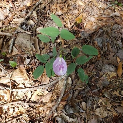 Clitoria mariana — flower