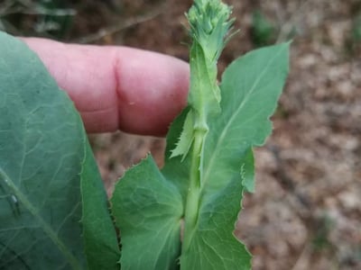Bitter lettuce