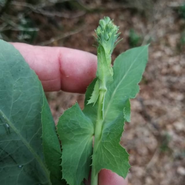 Bitter lettuce