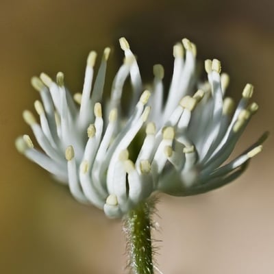 Hydrastis canadensis — flower