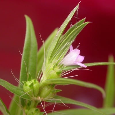 Hexasepalum teres — flower