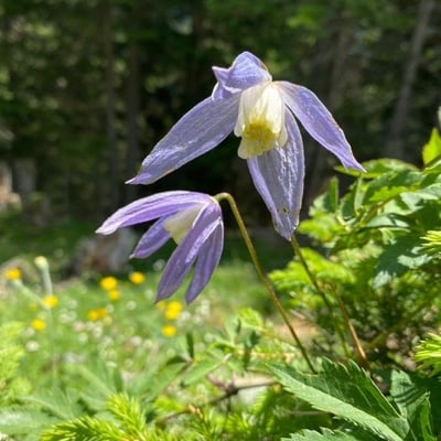 Clematis alpina — flower