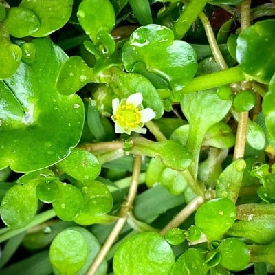 Ranunculus hederaceus — flower